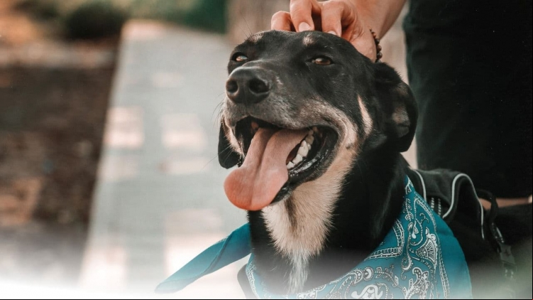 Mutirão de Castração no Pet Park reúne famílias e garante atendimento gratuito para mais de 600 animais em Rio Preto.